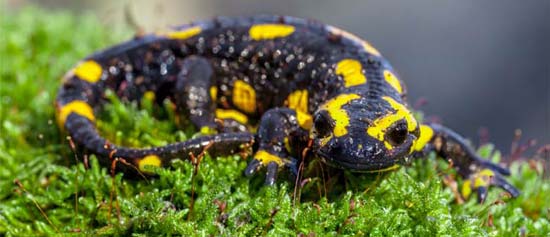La salamandre des rivière du canigou